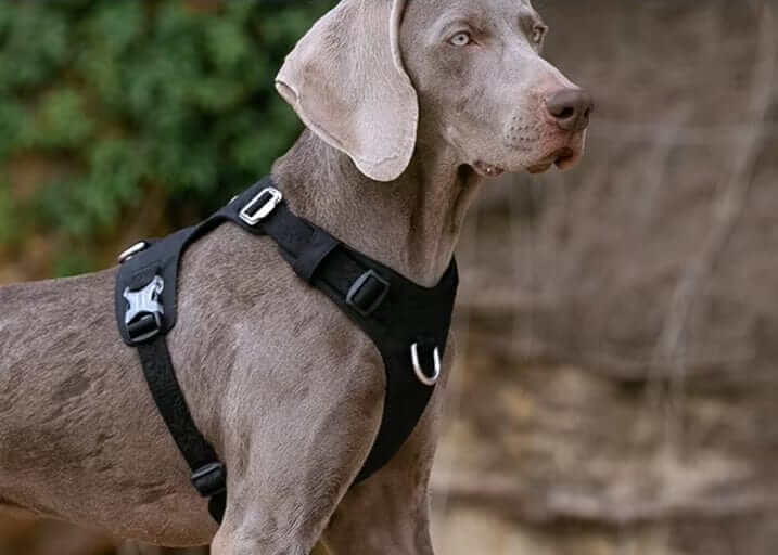 FlexiFit Nylon Dog Harness on a dog, featuring adjustable points and lightweight waterproof nylon for comfort.
