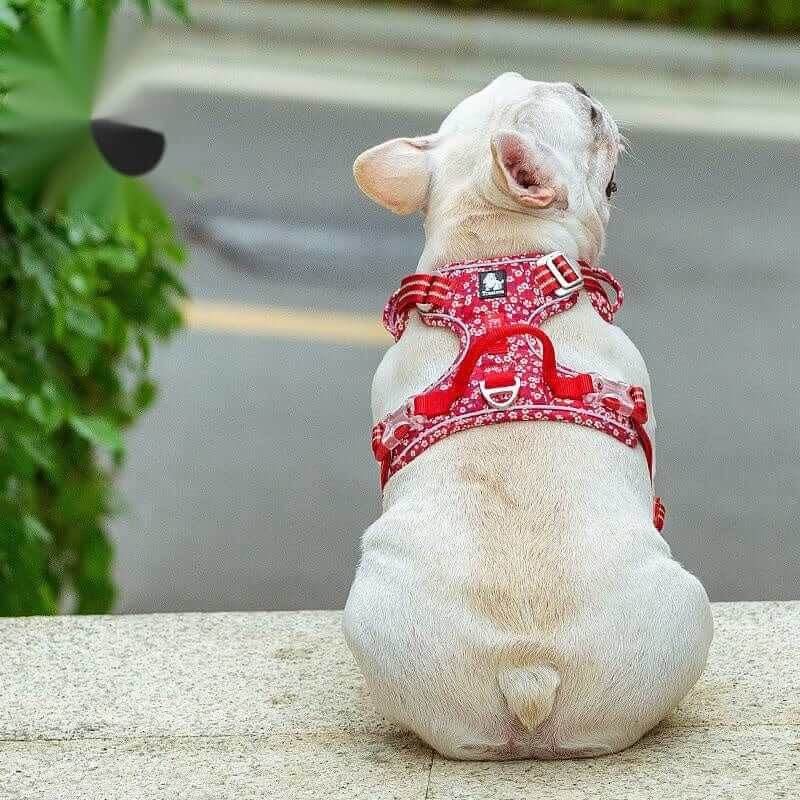 FloraComfort Dog Harness on a French Bulldog, featuring adjustable straps and floral design for comfort and control.