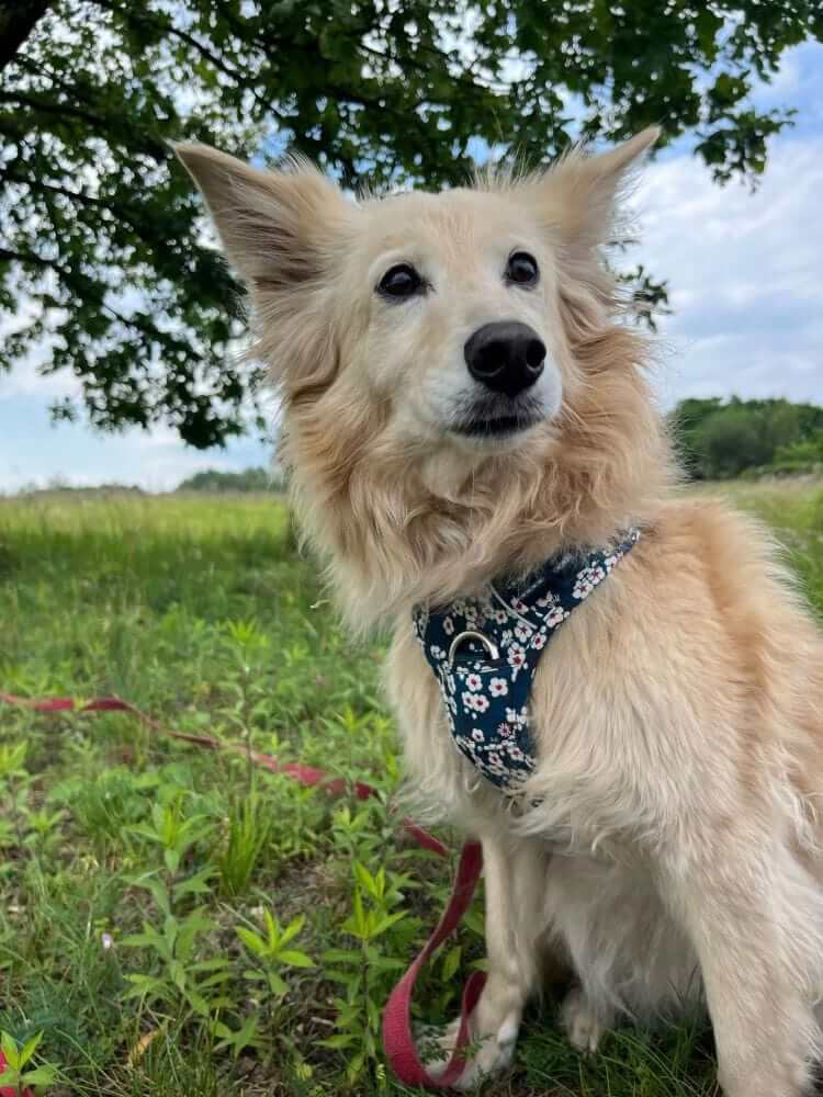 FloraComfort Dog Harness on a furry dog in a grassy field, featuring floral design, adjustable straps, and comfort.