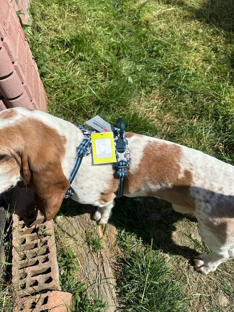 FloraComfort Dog Harness on a dog, featuring adjustable straps and soft cotton, ideal for comfort and durability.