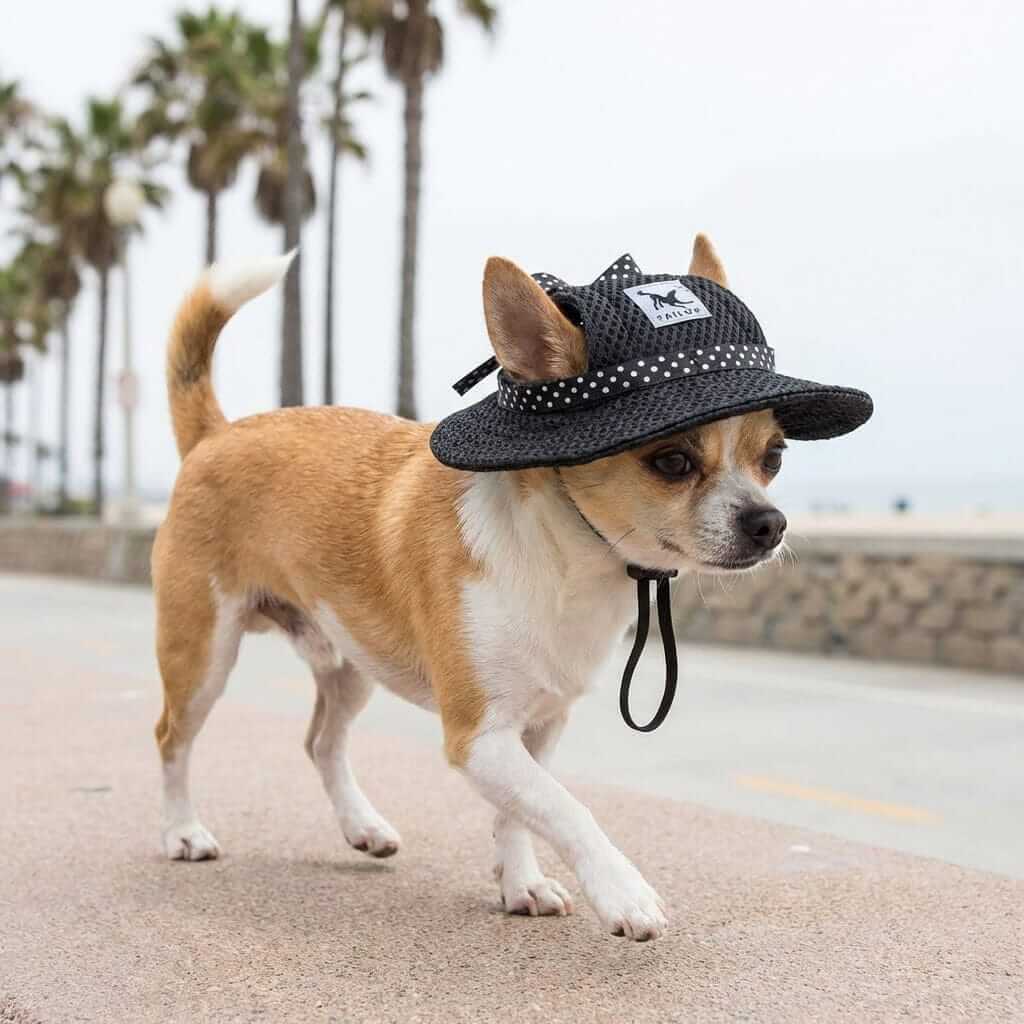 A dog wearing a Floral Mesh Breathable Sun Hat, showcasing its floral pattern, adjustable fit, and breathable mesh design.
