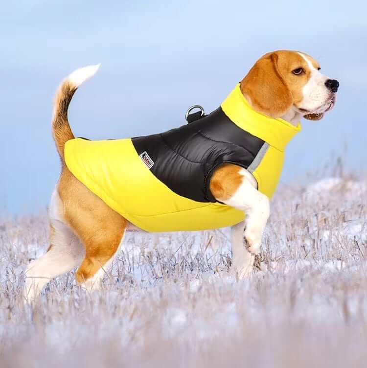 FrostGuard Pet Winter Vest on a Beagle in snow, featuring waterproof design and cozy lining, perfect for winter activities.