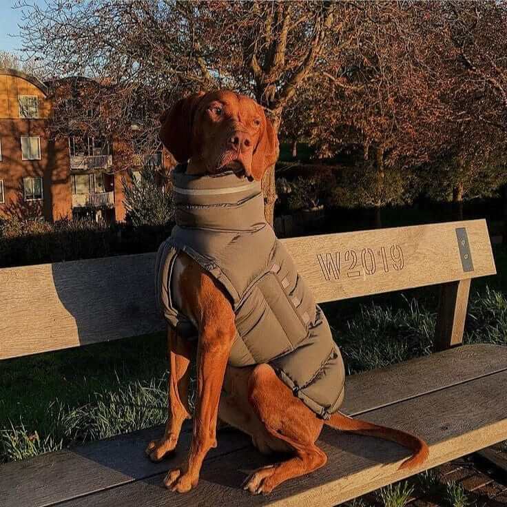 FrostGuard Reflective Dog Jacket on a dog sitting on a bench, showcasing its waterproof and reflective features.