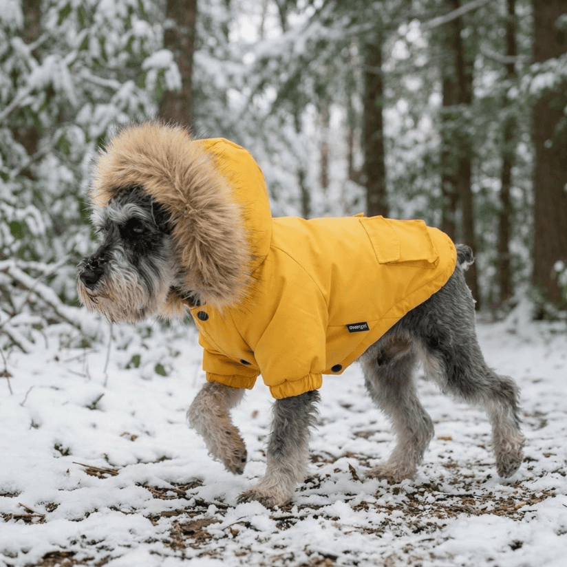 Fur Hooded Mink Coat for dogs, featuring a stylish fur hood, easy to wear design, ideal for winter and outdoor play.