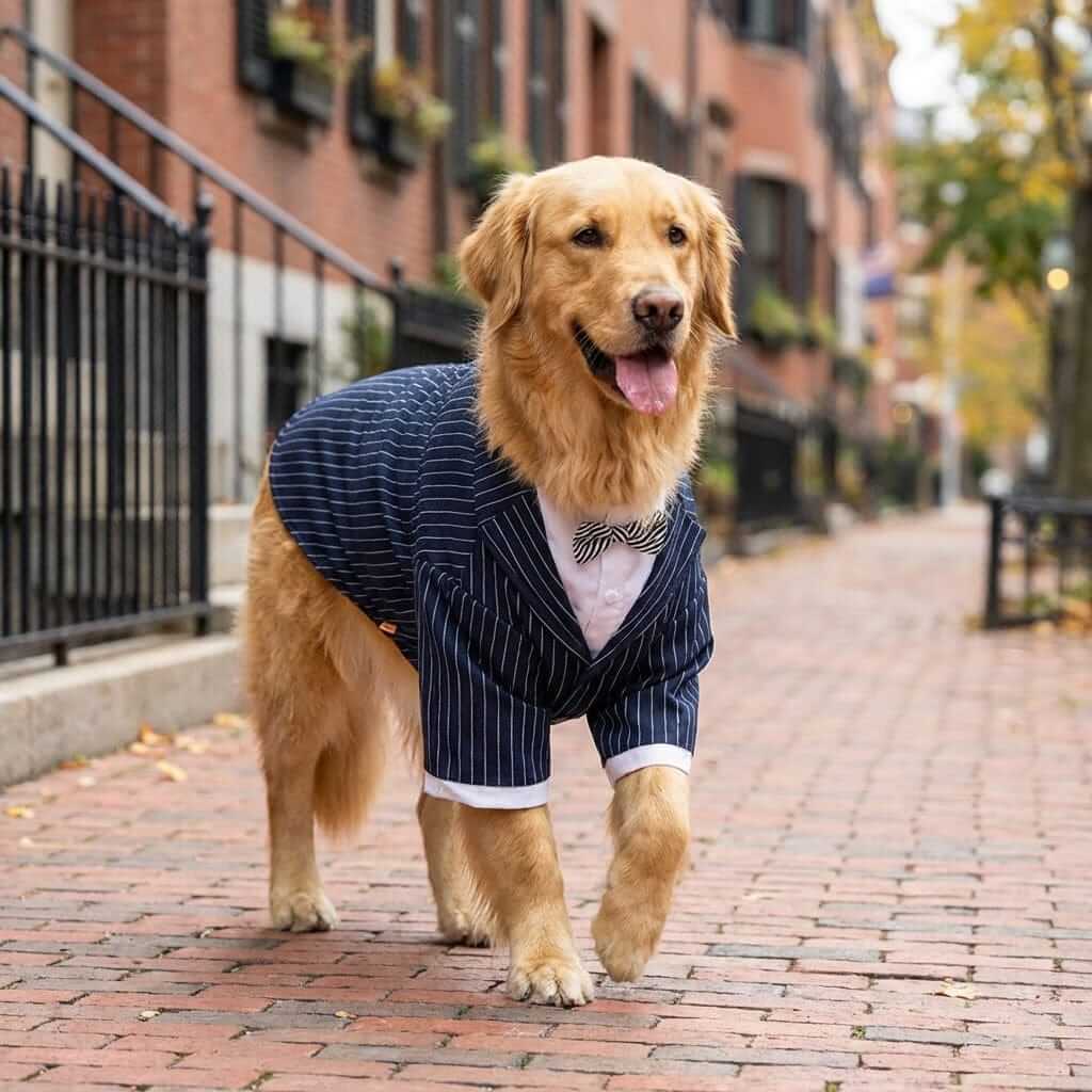 Golden retriever wearing Gentle-Dog Striped Suit, a stylish dog suit with jacket, shirt, and tie by Dogs & Cats.