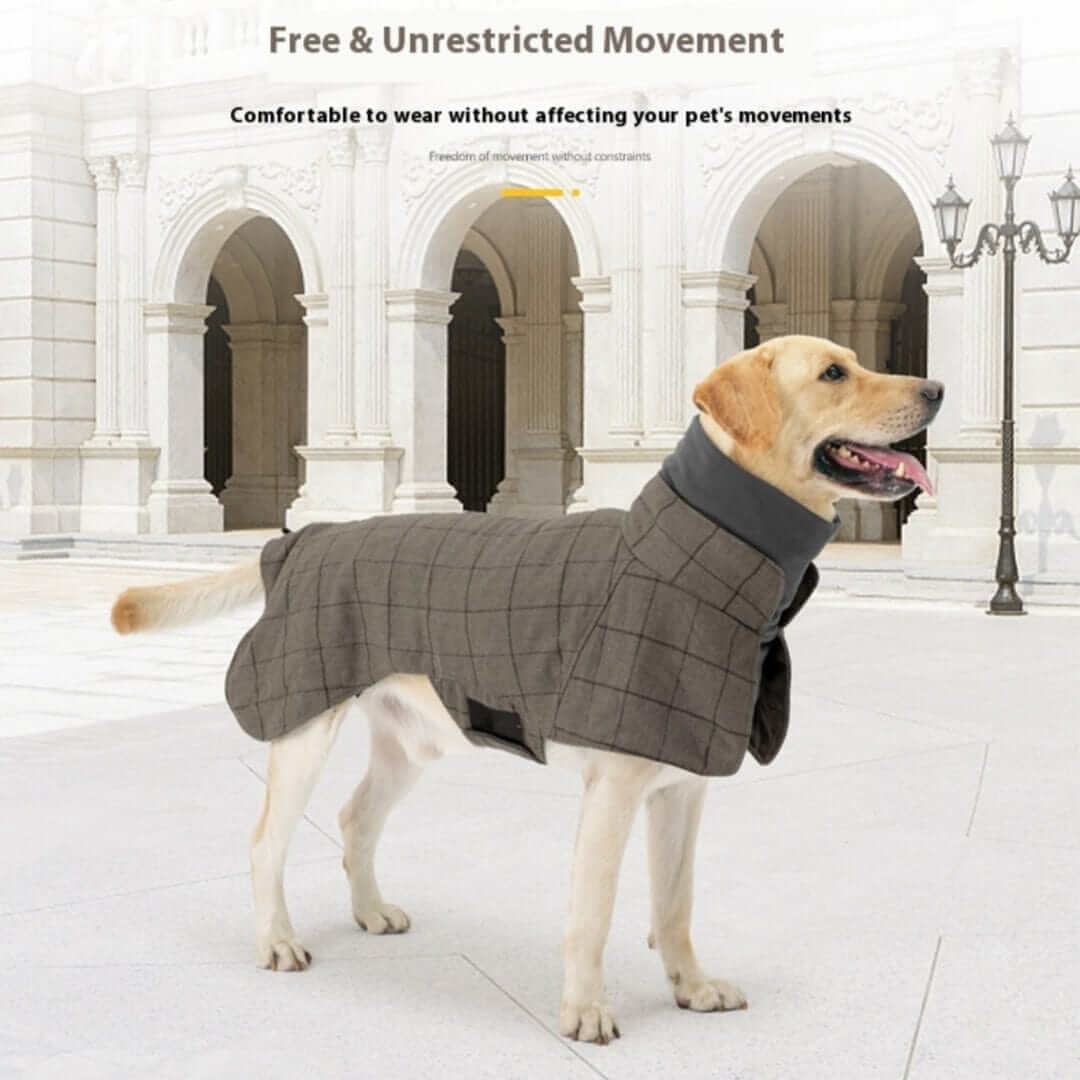Gentleman Dog Coat on a Labrador, featuring comfortable fit, unrestricted movement, and classy design for medium dogs.