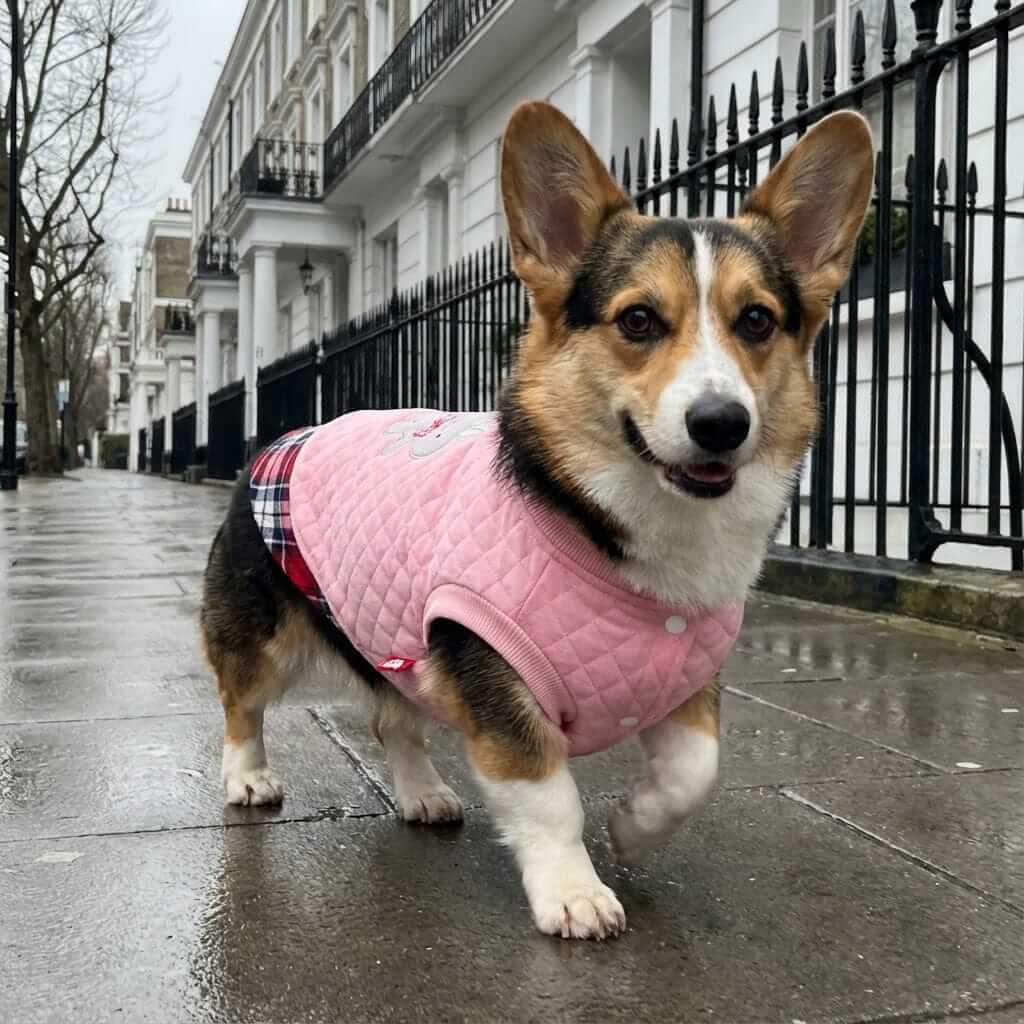 Grr And Purr Two-legged Dog Sweater on a Corgi, featuring breathable soft fabric, lightweight design, and practical two-legged style.