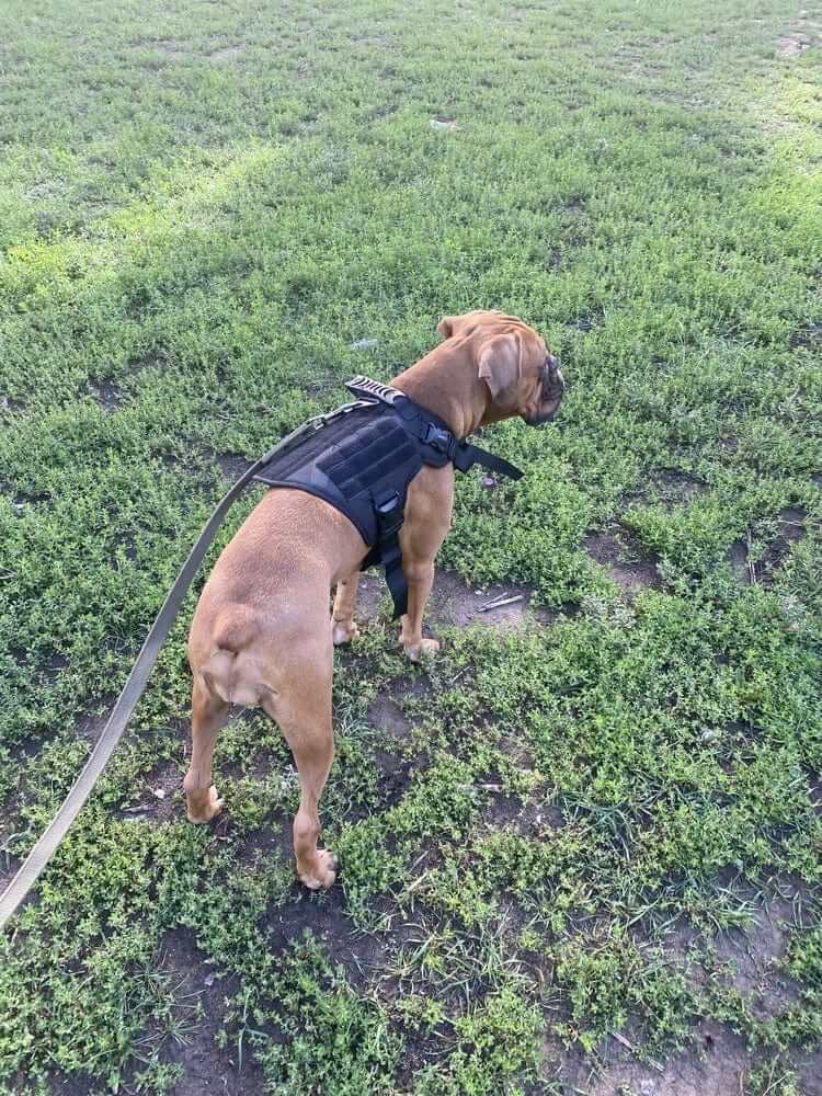 Dog wearing GuardianGear Tactical Dog Harness Vest for ultimate outdoor protection and control.