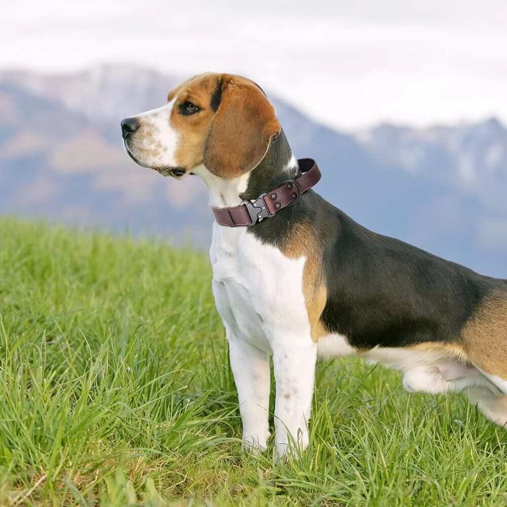 Heritage Leather Dog Collar on a Beagle, featuring a secure buckle and designed for comfort, ideal for medium to large dogs.
