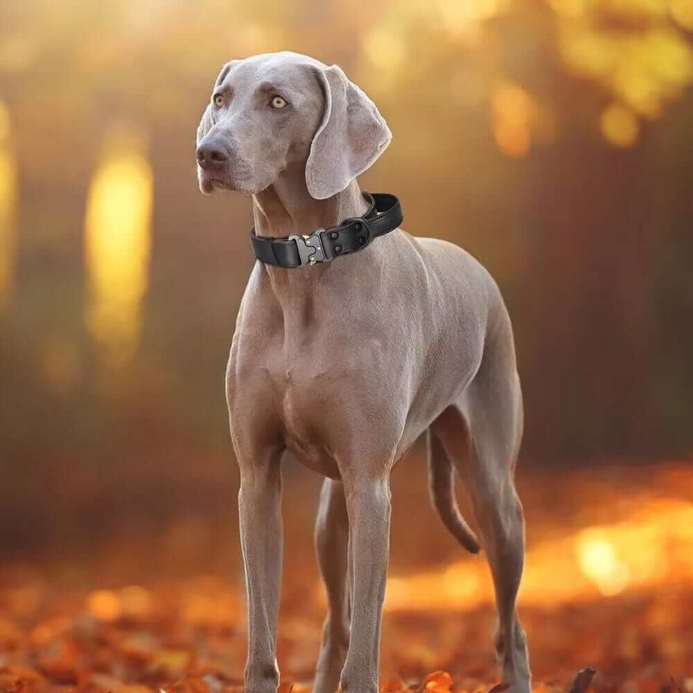 Heritage Leather Dog Collar on a stylish Weimaraner in autumn setting, showcasing strength, comfort, and style.
