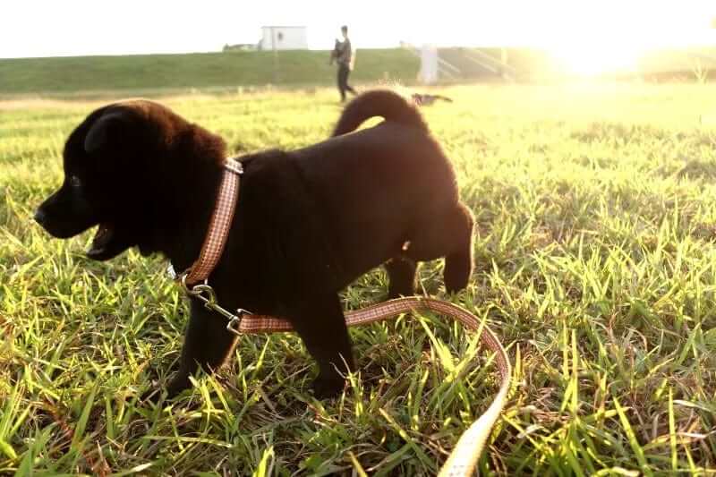 Heritage Plaid Dog Collar on a playful black puppy enjoying the outdoors.