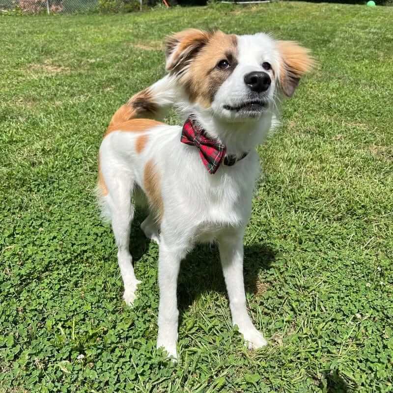 HolidayPaws 4-in-1 Festive Dog Set on a playful dog in a park, featuring a plaid bowknot.