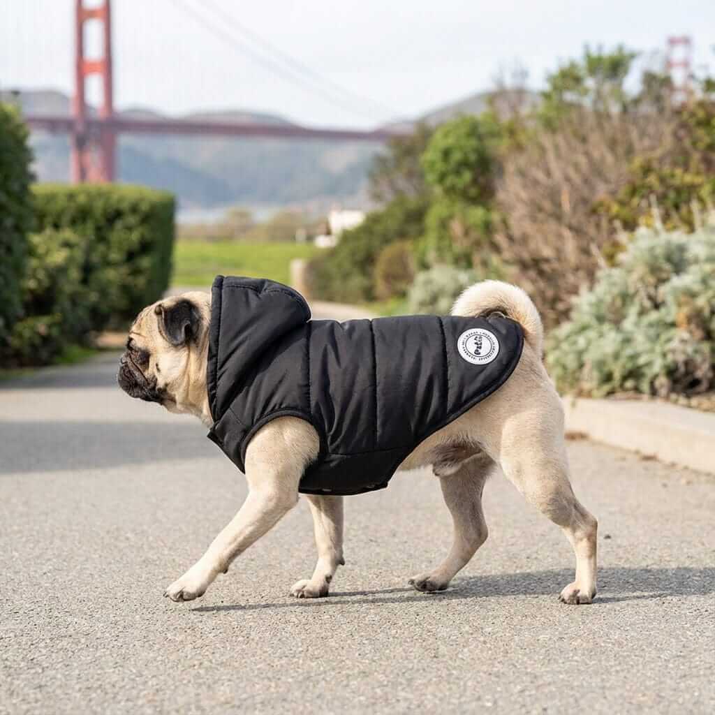 Pug wearing Hooded Ribbed Warm Dog Jacket, showcasing comfort, warmth, and style, perfect for dogs and cats.