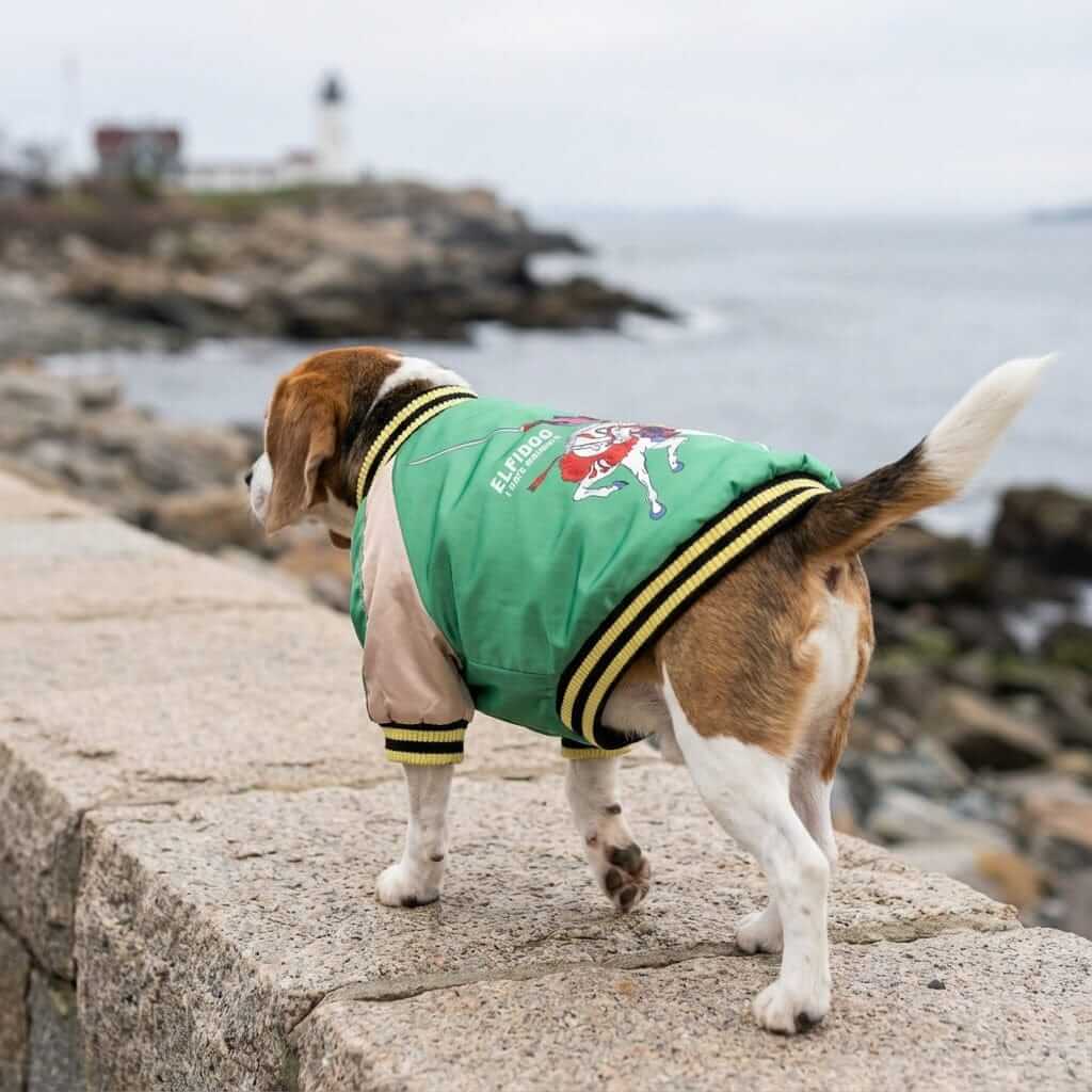 I hate Mondays Basketball Dog Jacket on a Beagle by the coast, lightweight and cozy for chilly days.