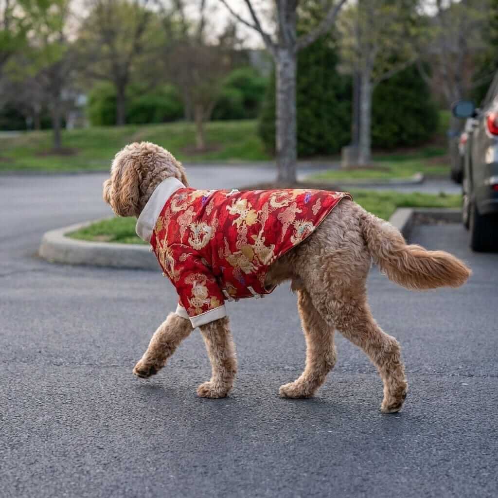 Imperial Celebration Dog Jacket on a fashionable dog in a red floral coat, showcasing festive style and seasonal comfort.
