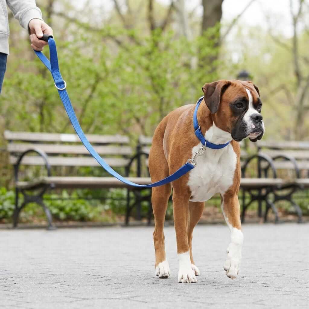 Instant Dog Trainer Leash featuring a durable blue design for effective dog walking and control from Dogs & Cats.