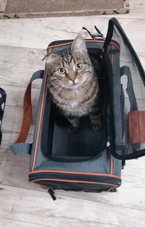 JetSet Paws Luxury Travel Pet Carrier & Car Seat featuring a cat sitting inside the stylish and secure carrier.