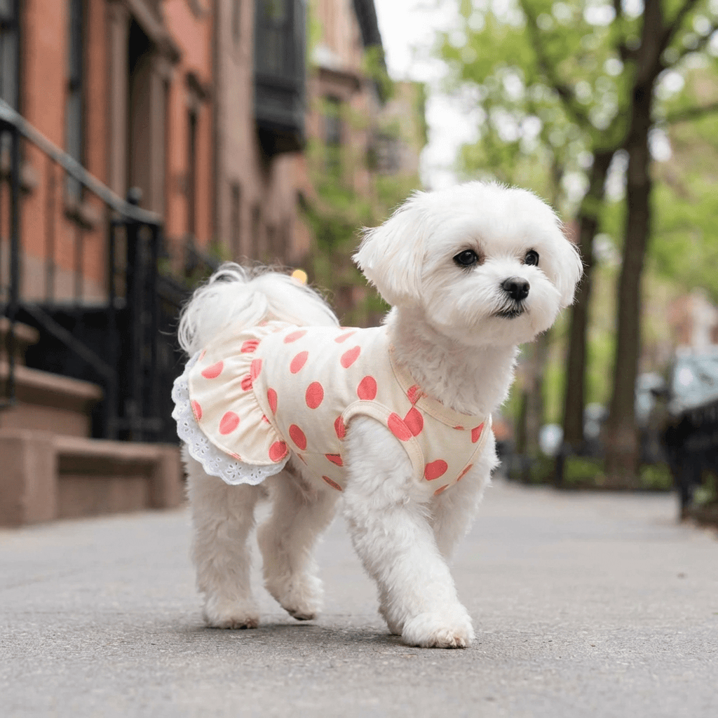 Lace Polka Dot Dog Dress on a small white dog walking outdoors, featuring lace edges and a stylish design by Dogs & Cats.
