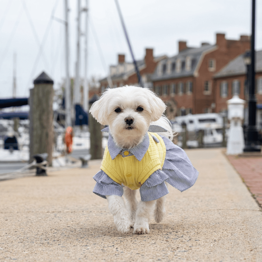 Like A Princess Dog Dress featuring a beautiful yellow sweater and striped skirt for Dogs & Cats, lightweight and cozy.