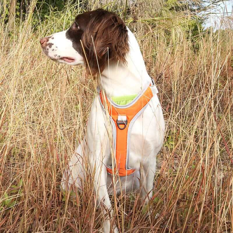 LumiGuard Reflective Dog Harness on a medium dog in tall grass, highlighting safety and visibility features, Dogs & Cats brand.