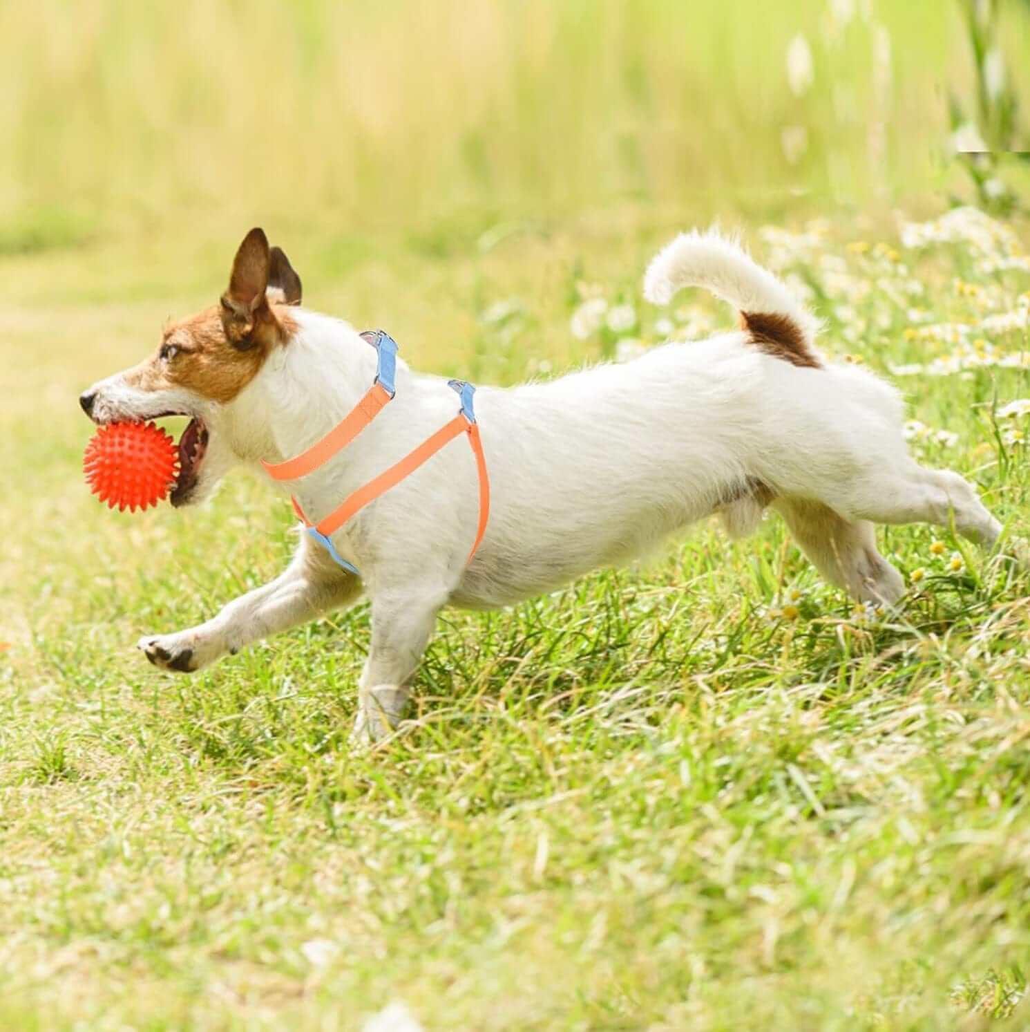 Dog wearing LuxStride 3-Piece Dog Set harness, playing with a ball in a grassy field, showcasing luxury and style.