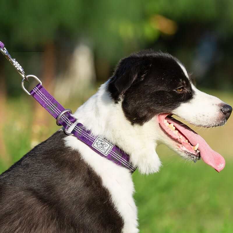 NightSafe Neoprene Dog Collar on a dog, featuring soft padding and reflective stitching for comfort and safety.