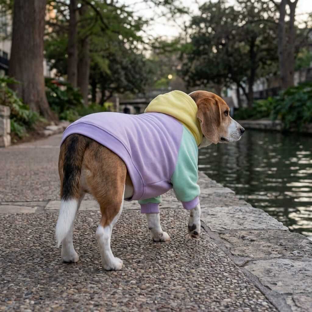 Pastel Comfort Dog Hoodie on a Beagle by a river, featuring soft cotton fabric for daily warmth and comfort.