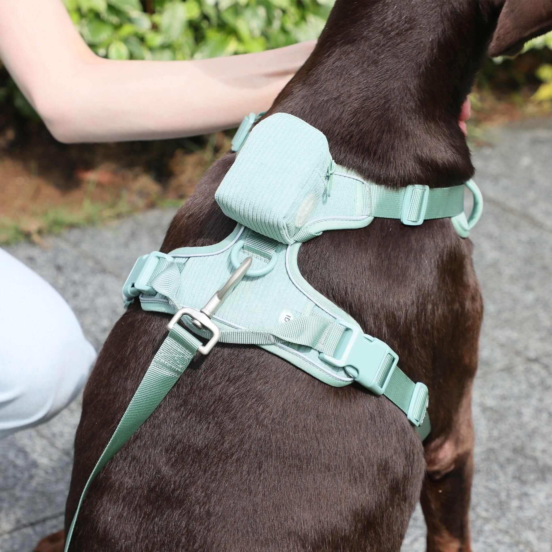 PawPerfect Dog Harness Kit on a dog, featuring adjustable harness, leash, and accessories for stylish outings.
