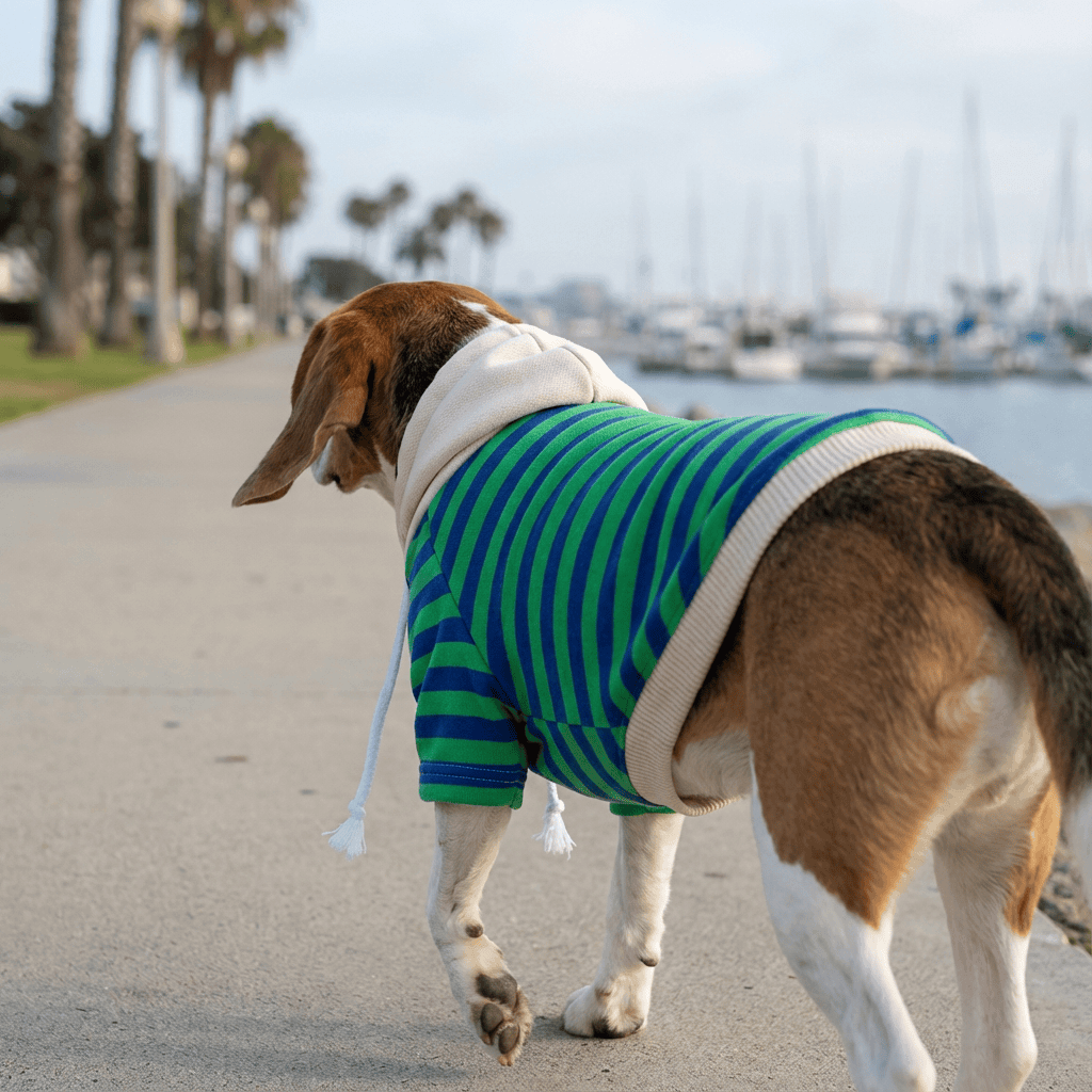 Beagle wearing a Pet Striped Sweater with a hood, perfect for keeping warm during outdoor adventures.