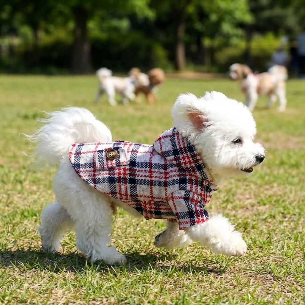 Plaid Hooded Dog Coat on a small white dog running in a park, featuring a stylish plaid design, perfect for dogs and cats.