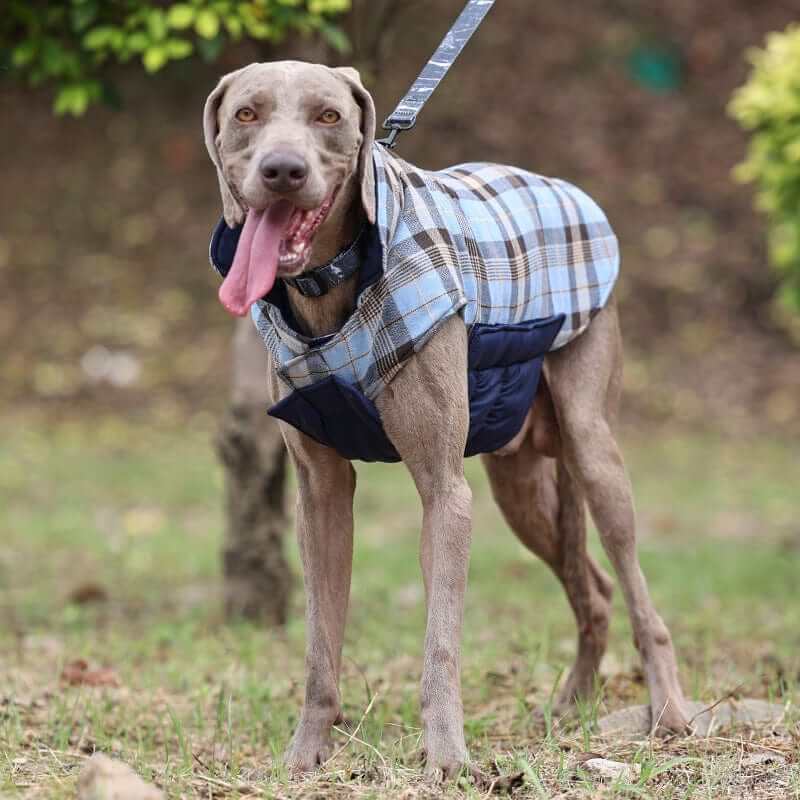PlaidShield Waterproof Dog Jacket on a medium breed dog, stylish plaid pattern, winter-ready warmth, comfort and insulation.