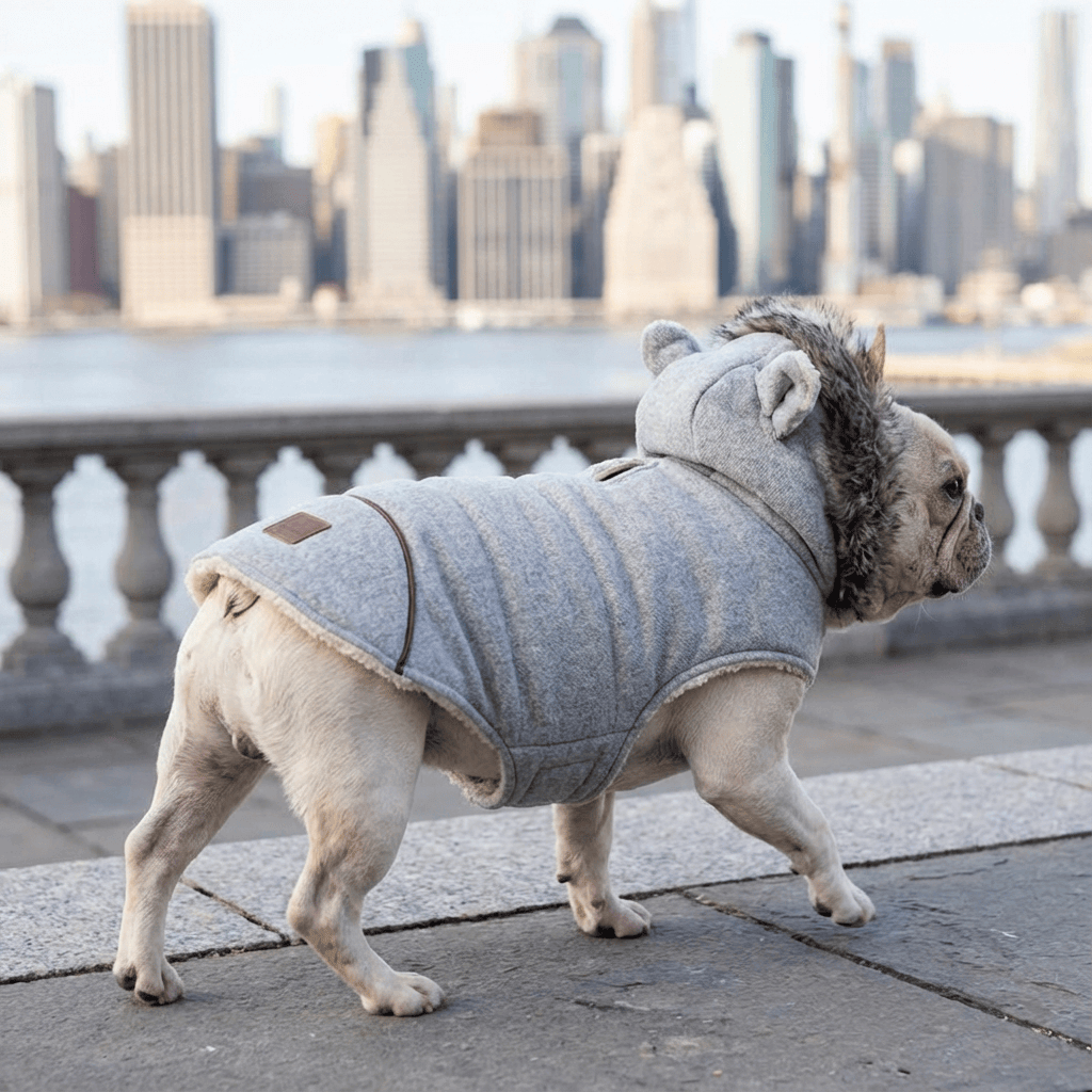 Plushy Velvet Padded Dog Coat on a French Bulldog, featuring cozy fleece lining and stylish design for Dogs & Cats.