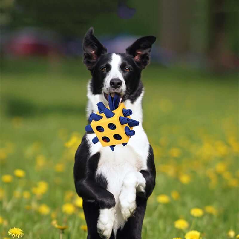 Portable Sniffing Cube - Interactive Dog Training Toy being held by a happy dog outdoors, showcasing mental stimulation.