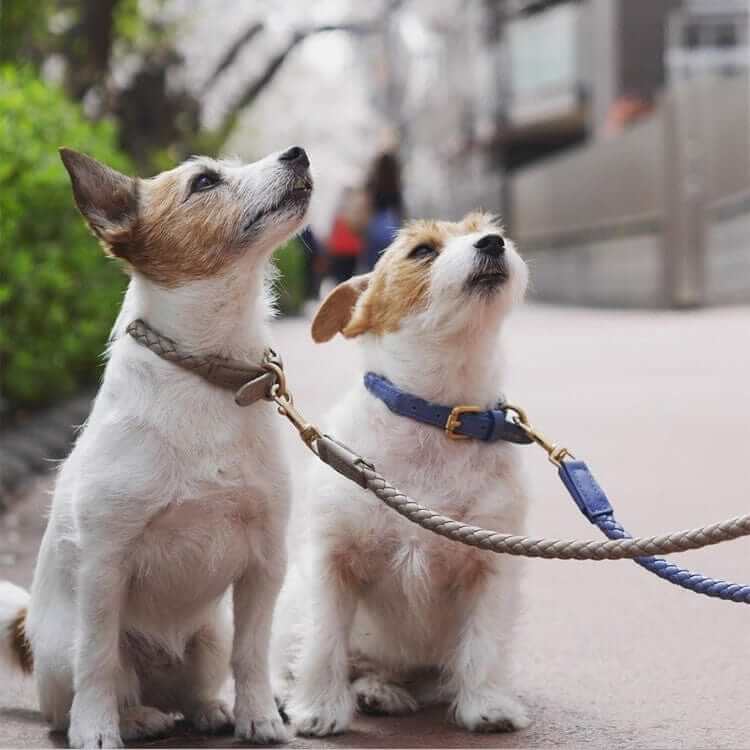 Premium Dog Collar and Leash Set worn by two medium dogs in a park, showcasing style and durability.