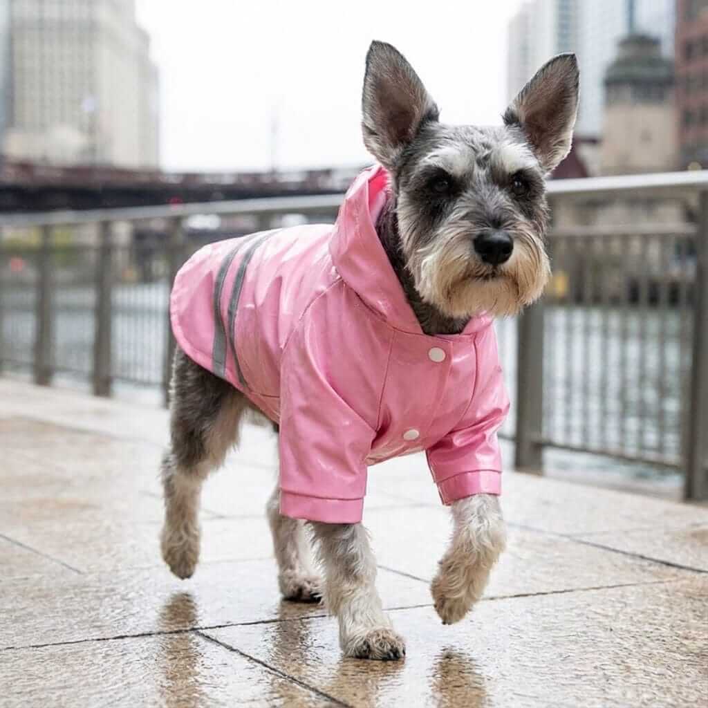 PU Reflective Hooded Dog Raincoat on a dog, featuring reflective stripes and a water-resistant design for safety and comfort.