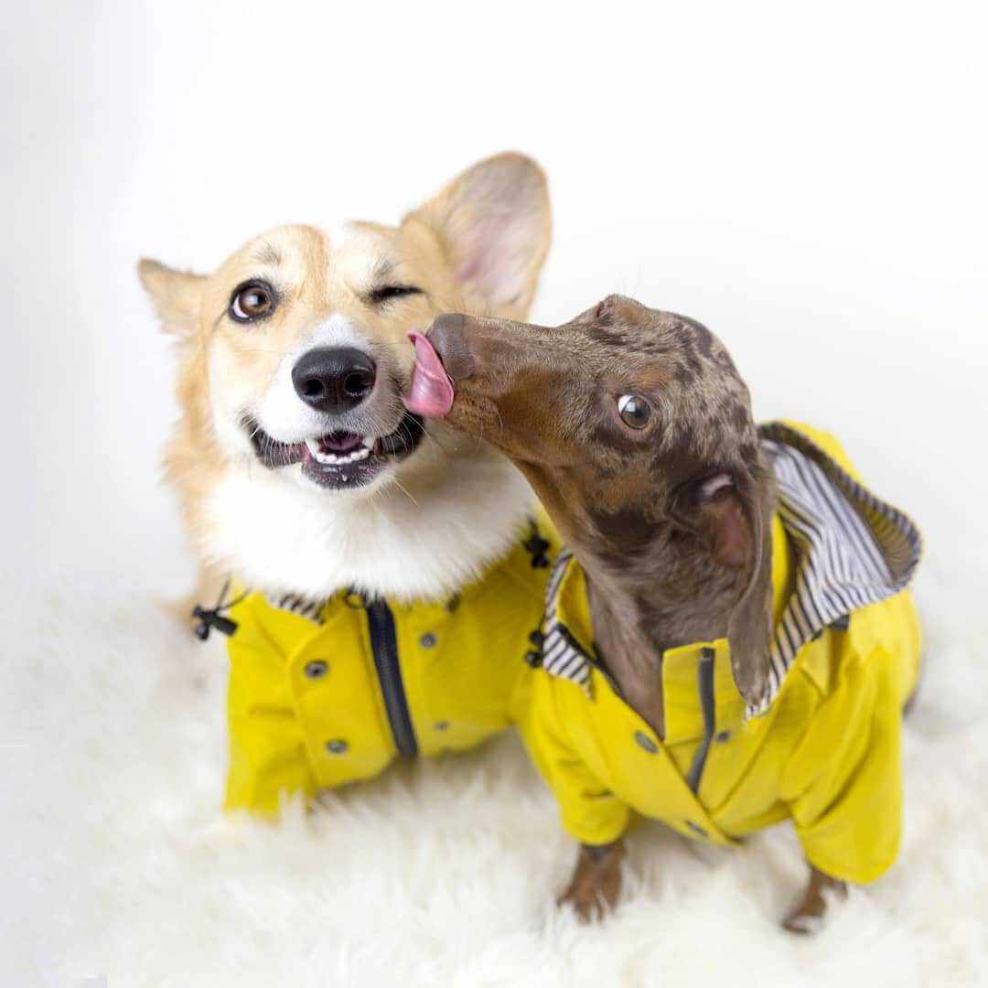 Raindrop Defender Dog Jacket on two dogs, vibrant yellow, stylish rain protection, Dogs & Cats brand.