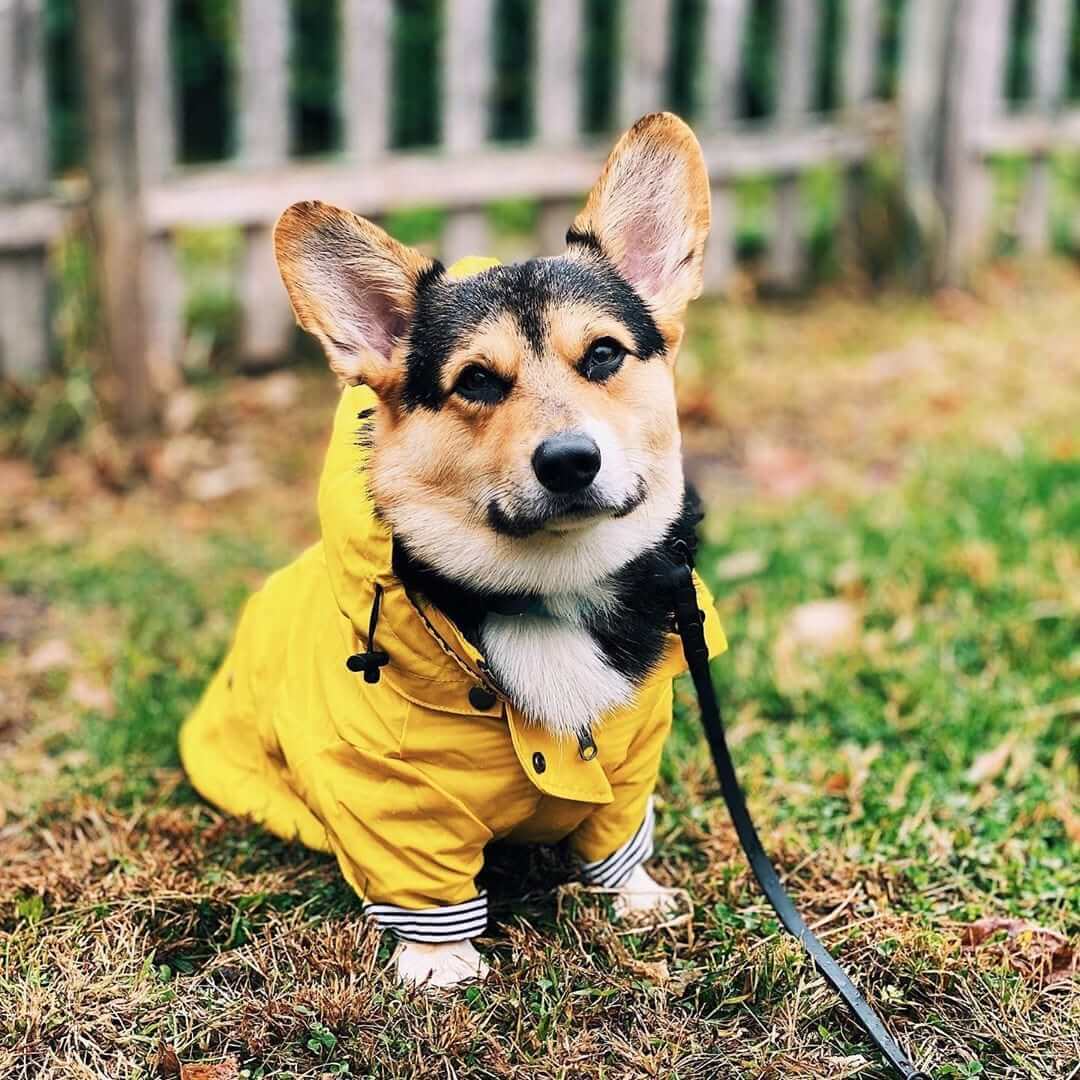 Raindrop Defender Dog Jacket on Corgi, featuring vibrant yellow color, hood, and adjustable fit from Dogs & Cats brand.