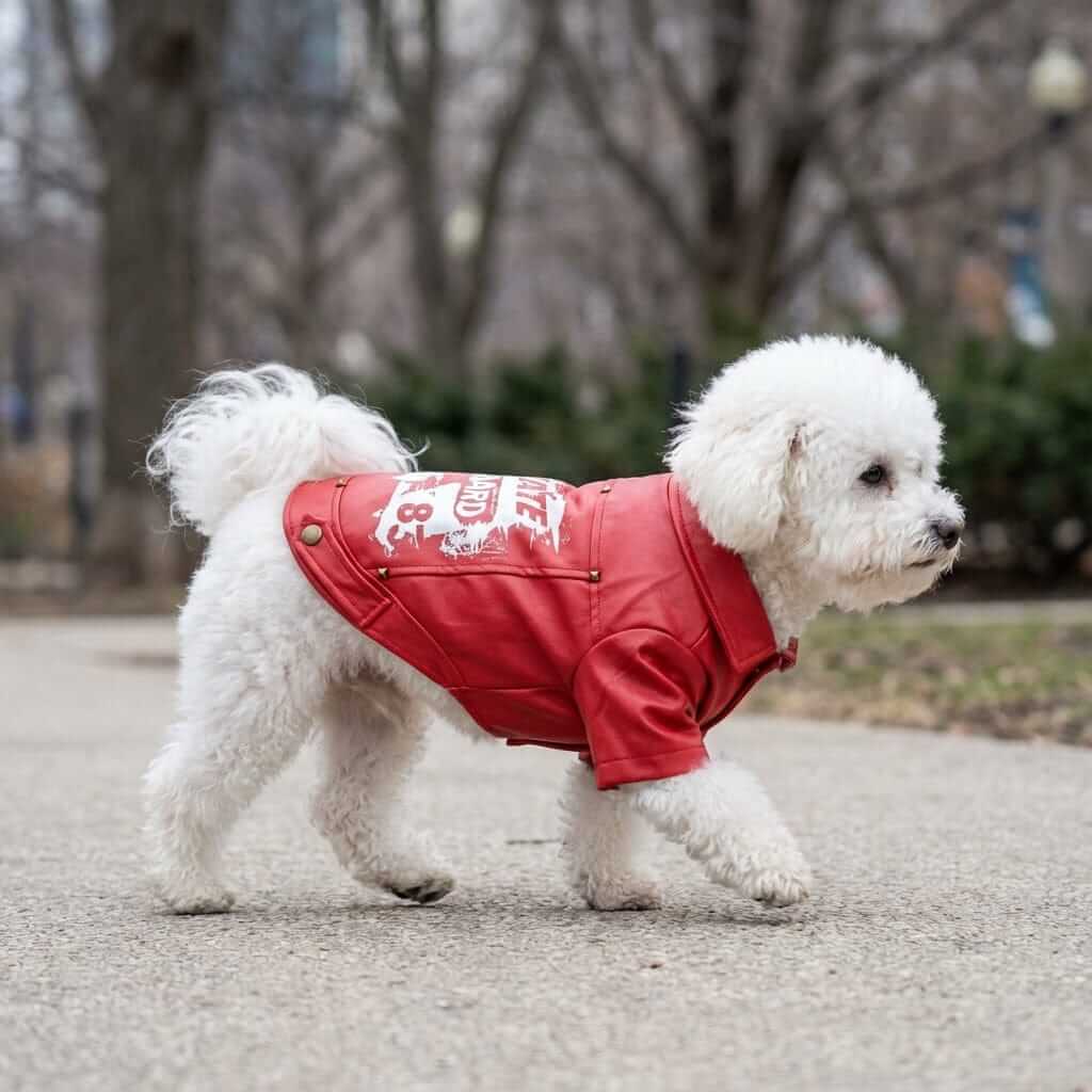 Skate Board 1983 Warm Dog Jacket on a small white dog walking in the park, highlighting its fun and stylish design.