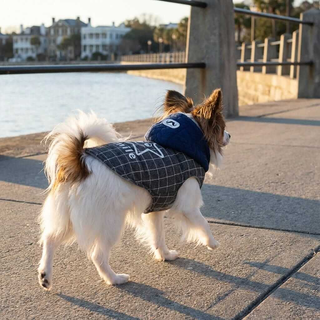 Smile Star Small Dog Hooded Coat on small dog by the water, featuring breathable fabric and stylish design.