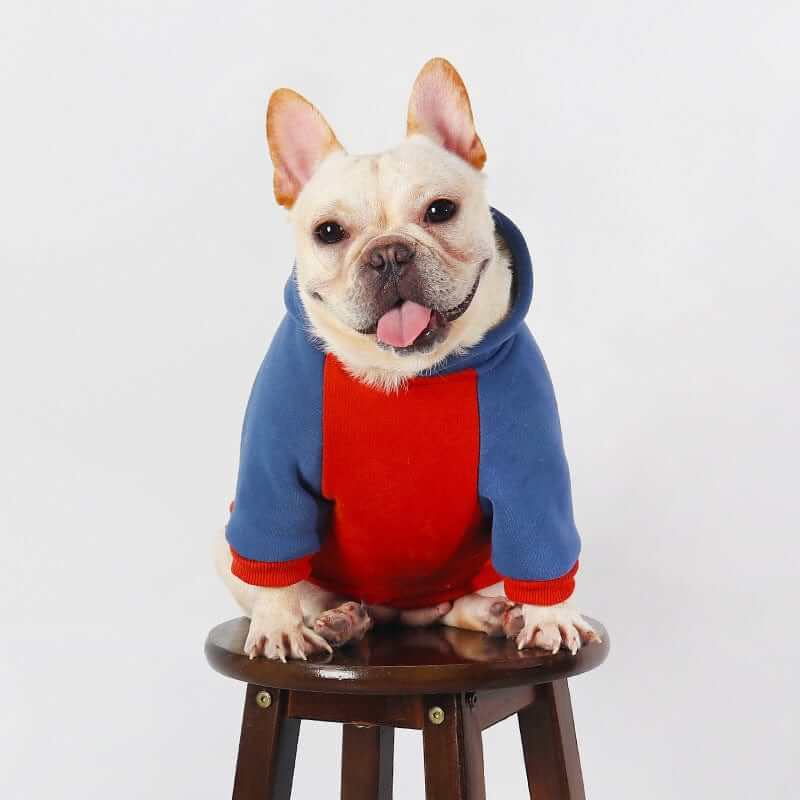 Snuggle Bear Dog Hoodie - Cozy bear-themed hoodie for small dogs by Dogs & Cats, perfect for warmth and cuteness.