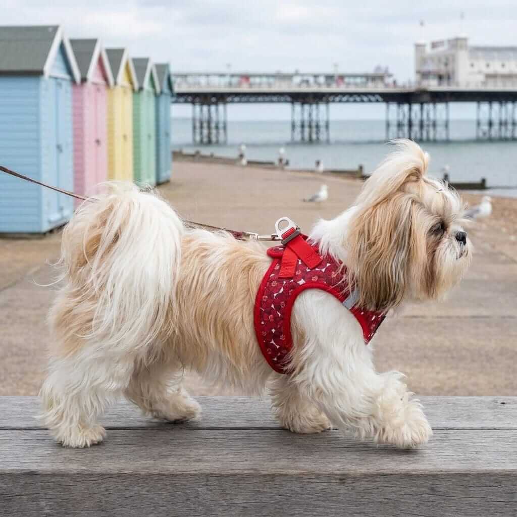 Stylish dog wearing SnuggleFit Teddy Dog Harness during a walk by the beach, showcasing comfort and security.