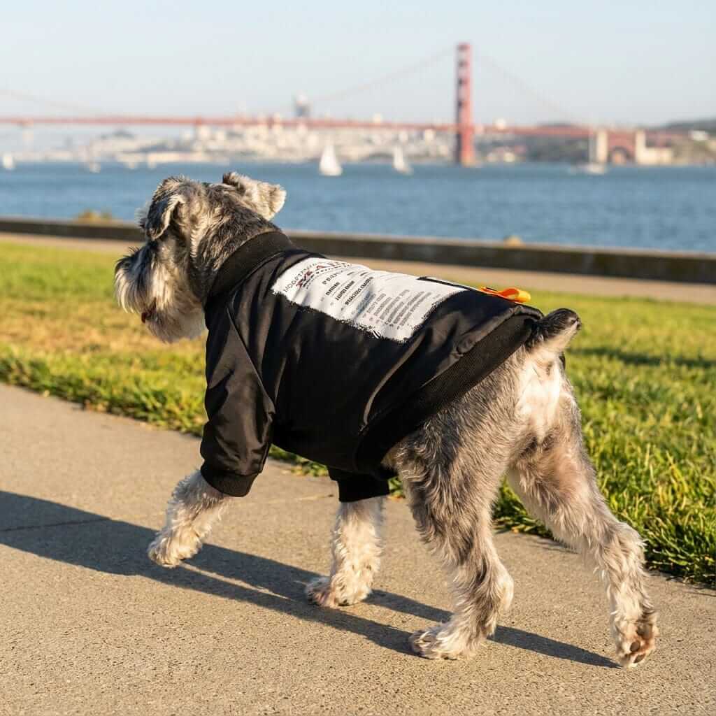 Speed Zone Dog Jacket on a stylish dog walking by the water, showcasing premium design and comfort for dogs & cats.