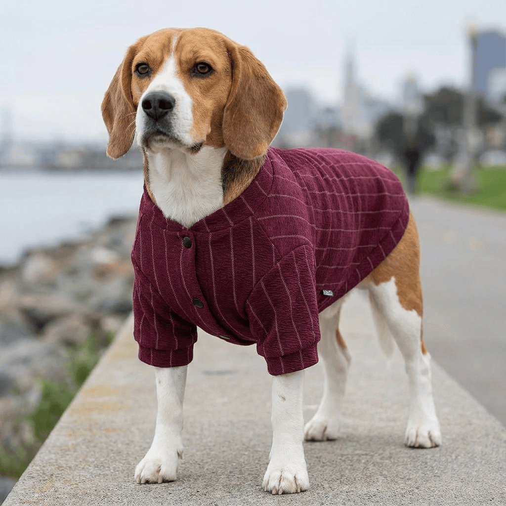 Striped Baseball Dog Jacket for Dogs & Cats, features timeless style and comfort for outdoor adventures.