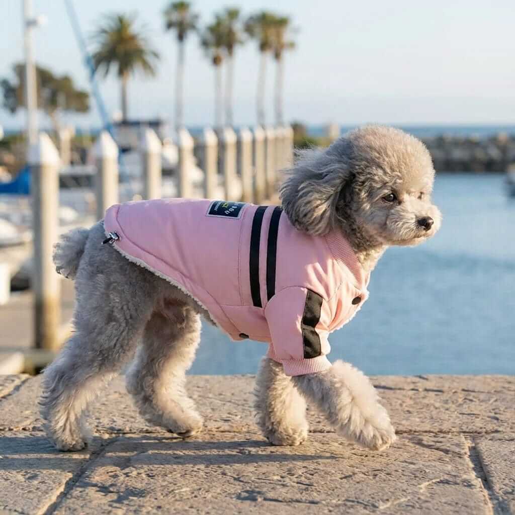 Striped Two-legged Dog Coat on a fluffy dog by the water, showcasing a lightweight and cozy design for dogs & cats.