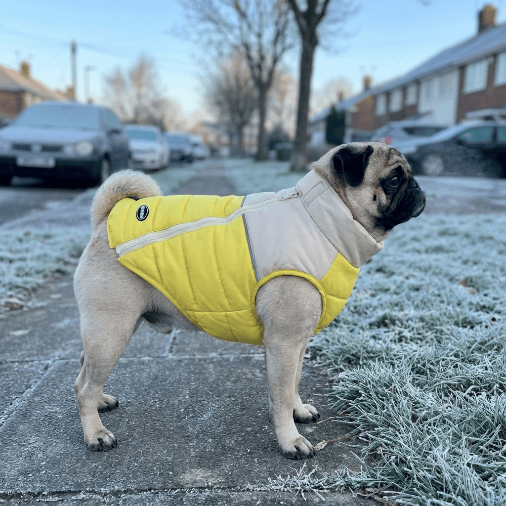 Stylish Zipper Dog Vest on a pug, showcasing exceptional warmth and style for dogs and cats.