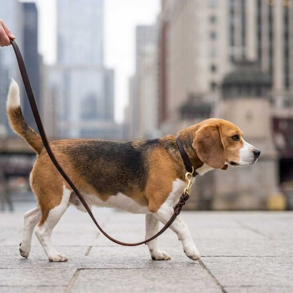 Beagle walking with a Super Soft Leather Dog Leash for Large Dogs, showcasing durability and comfort for controlled outings.