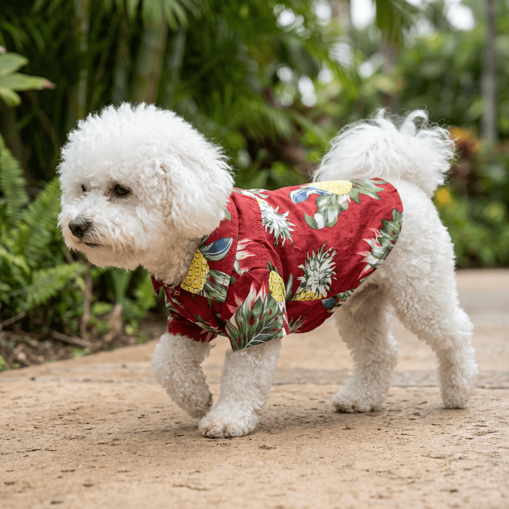 Teddy Hawaiian Small Dog Shirt on a fluffy dog walking in a tropical setting, featuring vibrant colors and easy button fasteners.