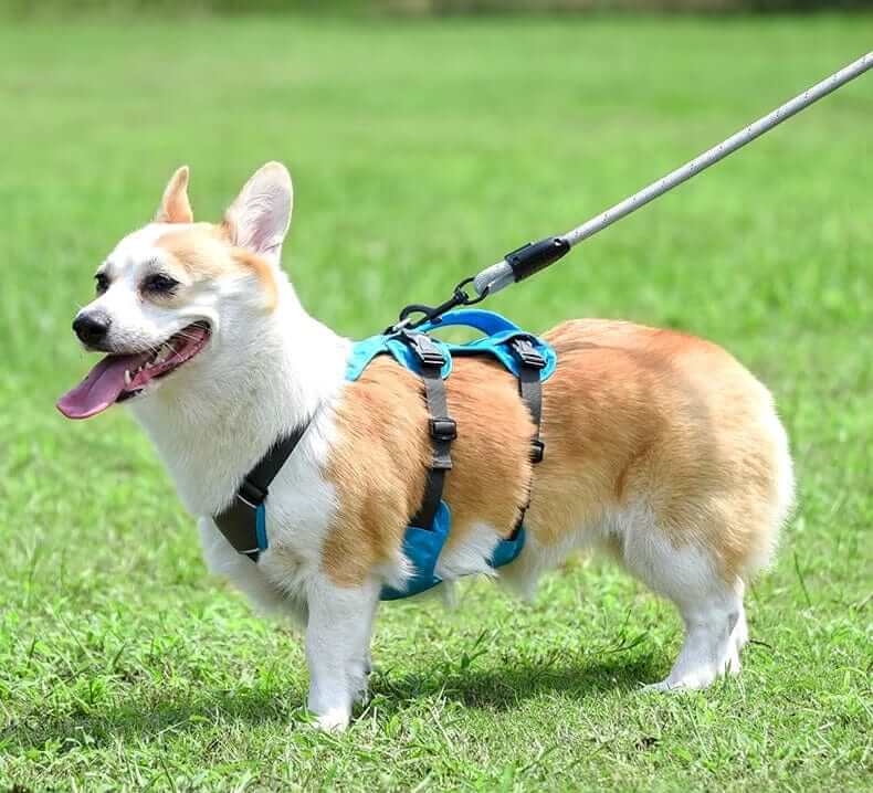 TrailSafe Waterproof Dog Harness on a happy corgi in a grassy field, featuring reflective accents and adjustable straps.