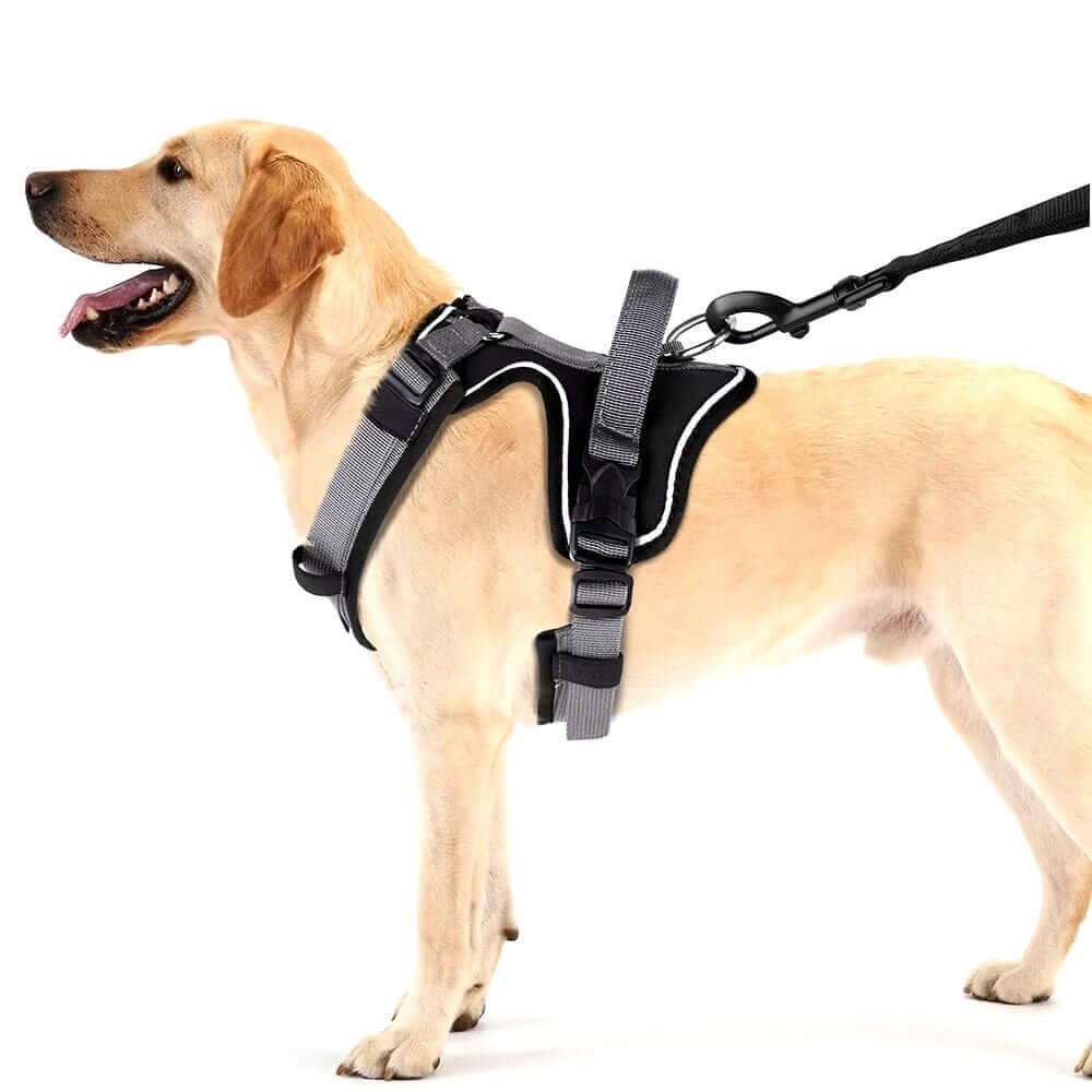 Ultimate Reflective No-Pull Dog Harness on a happy dog, showcasing comfort, style, and safety features for dogs.