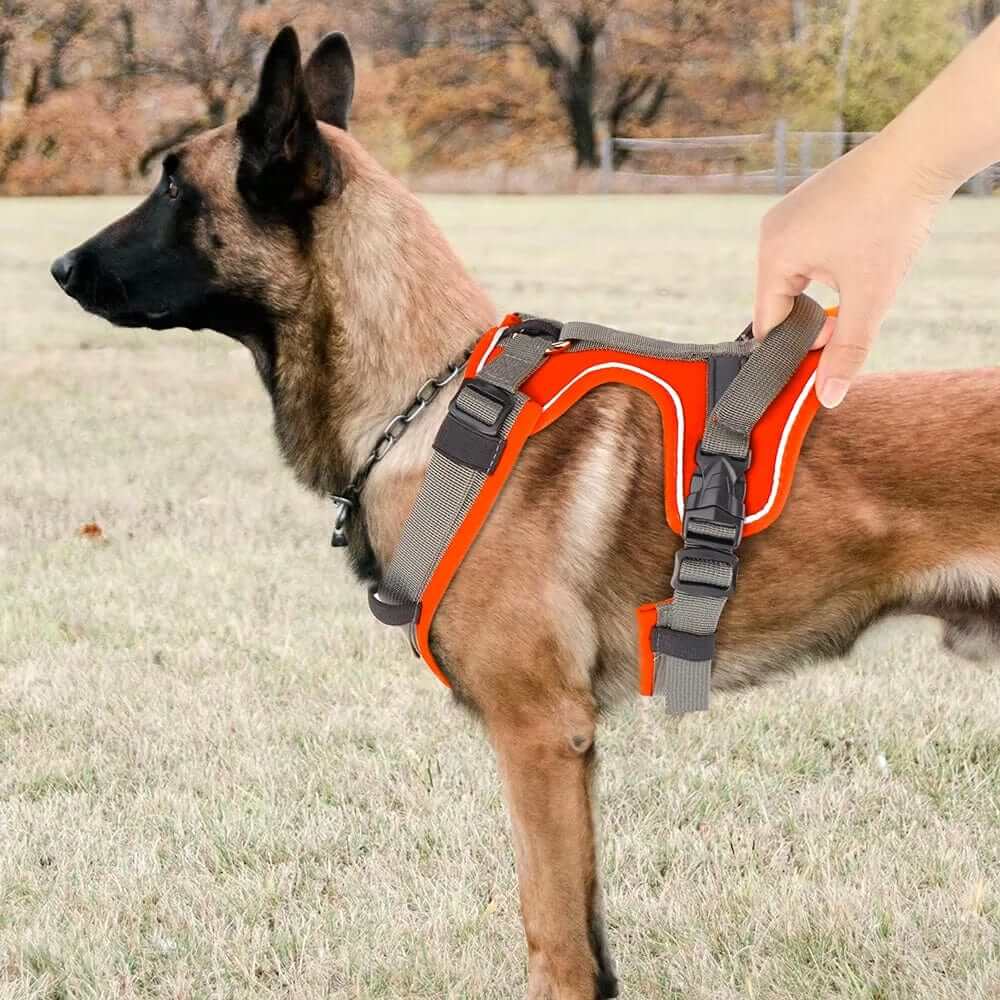 Ultimate Reflective No-Pull Dog Harness on a dog, showcasing comfort, control, and visibility for safe walks.
